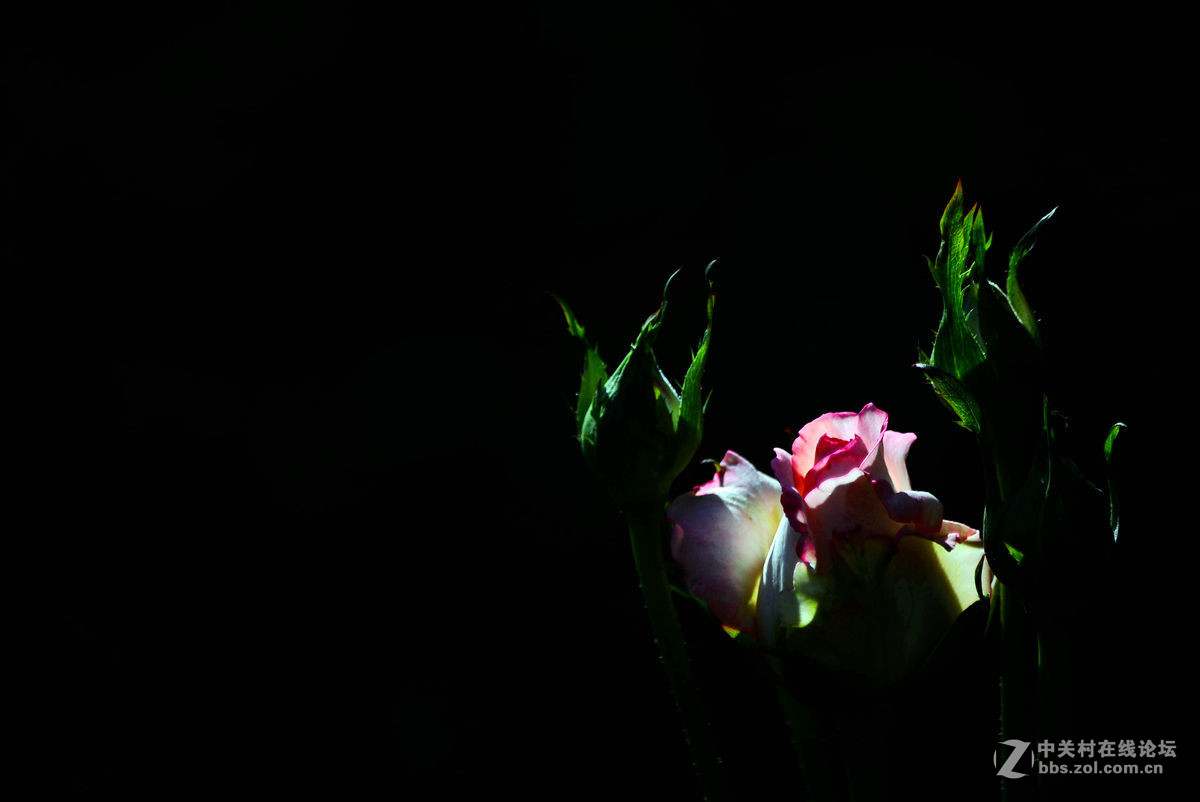 #尼康花卉作品赏析#【花卉随拍】 （老阿推荐）