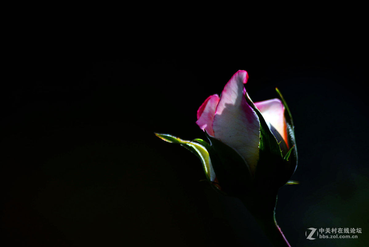 #尼康花卉作品赏析#【花卉随拍】 （老阿推荐）