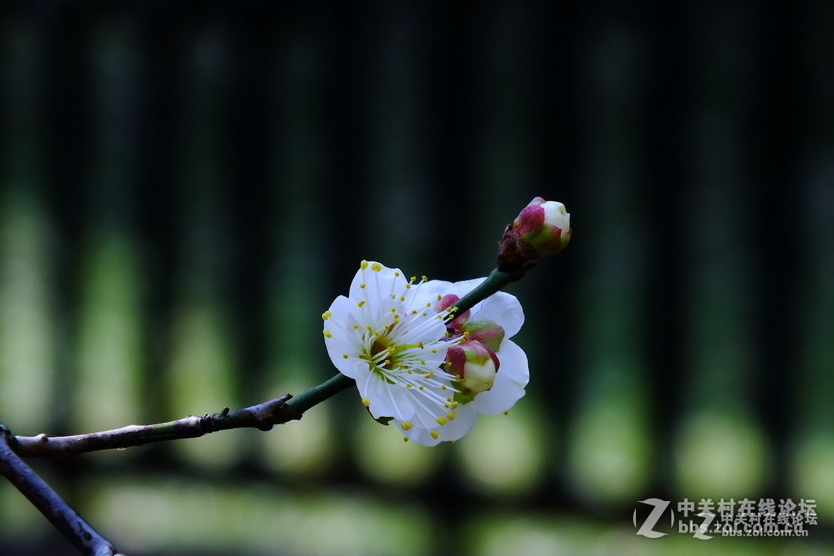 佳能700D論壇2015年2月份作品精選