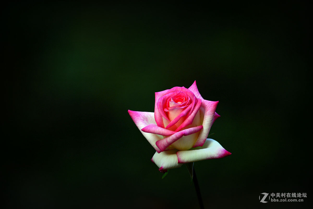 #尼康花卉作品赏析#【花卉随拍】 （老阿推荐）