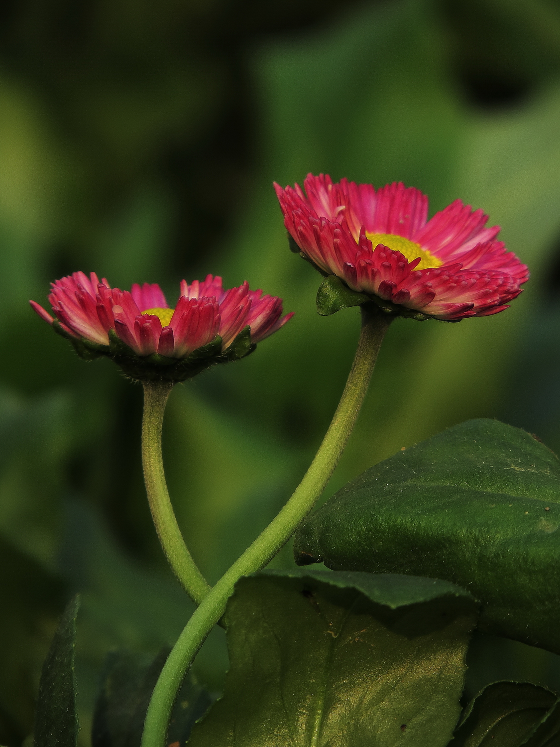 小花打烂图片