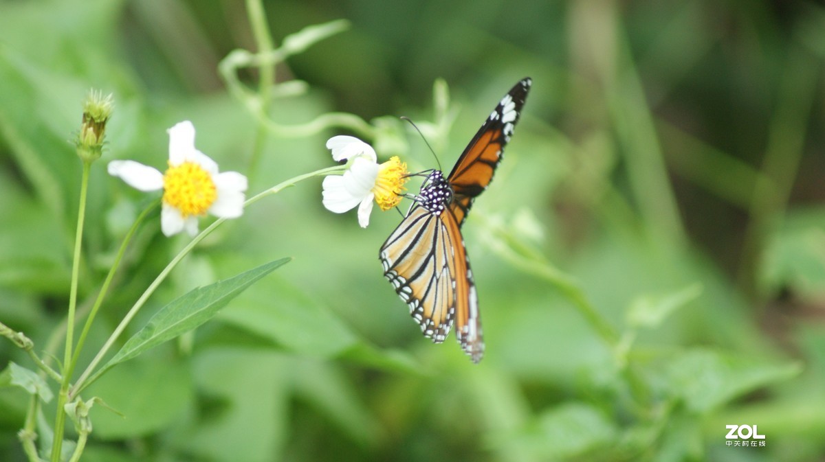 深圳羊台山公园之蝴蝶采蜜