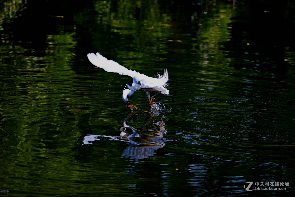 应版主建议，再上一套鹭鸟。A7加A4转接环接a70-300头。请砖。