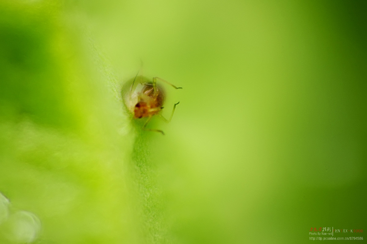 600万像素CCD老机K100Ds试拍