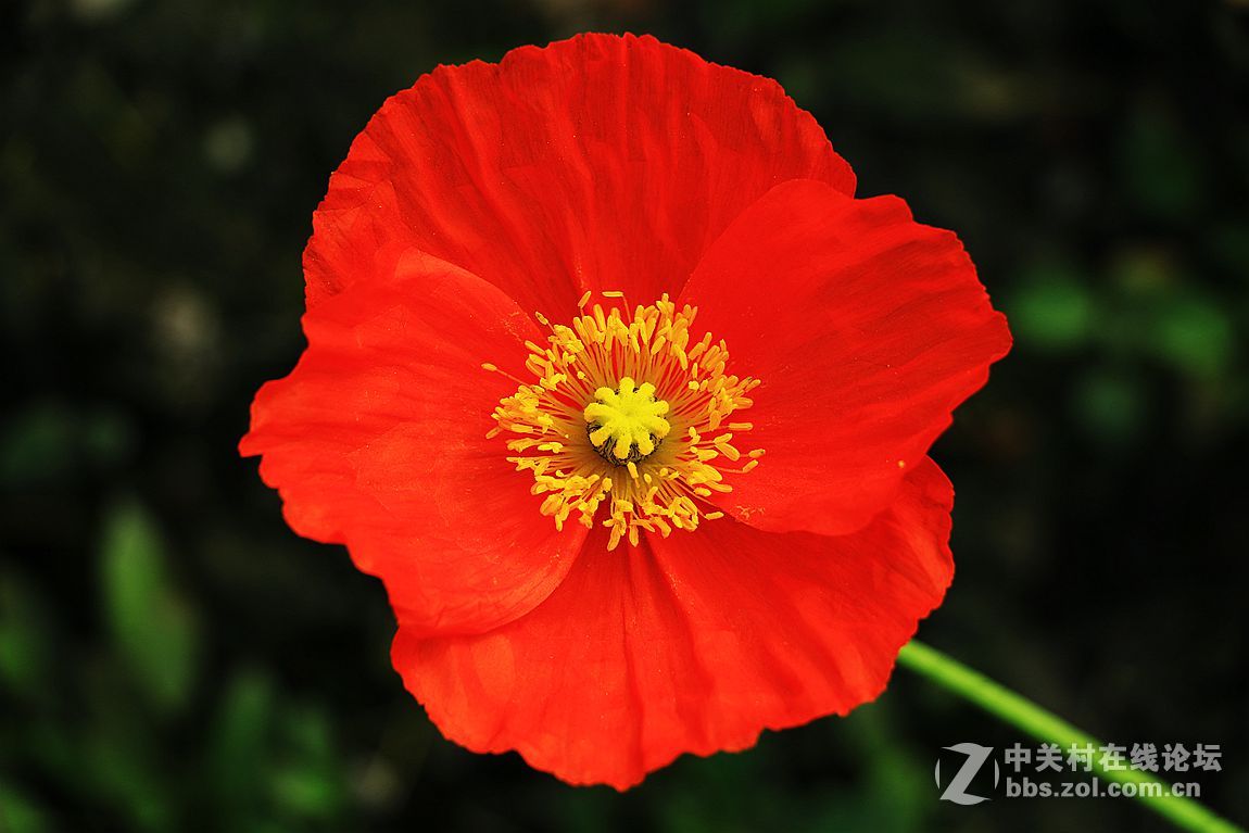 15年010——虞美人