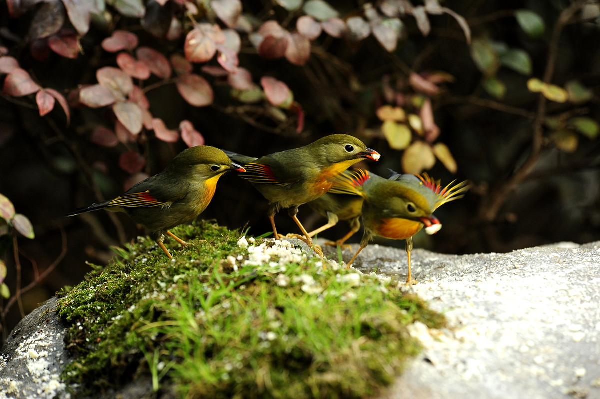 2015年2月14日柳浪闻莺拍相思鸟(d700+80-400)