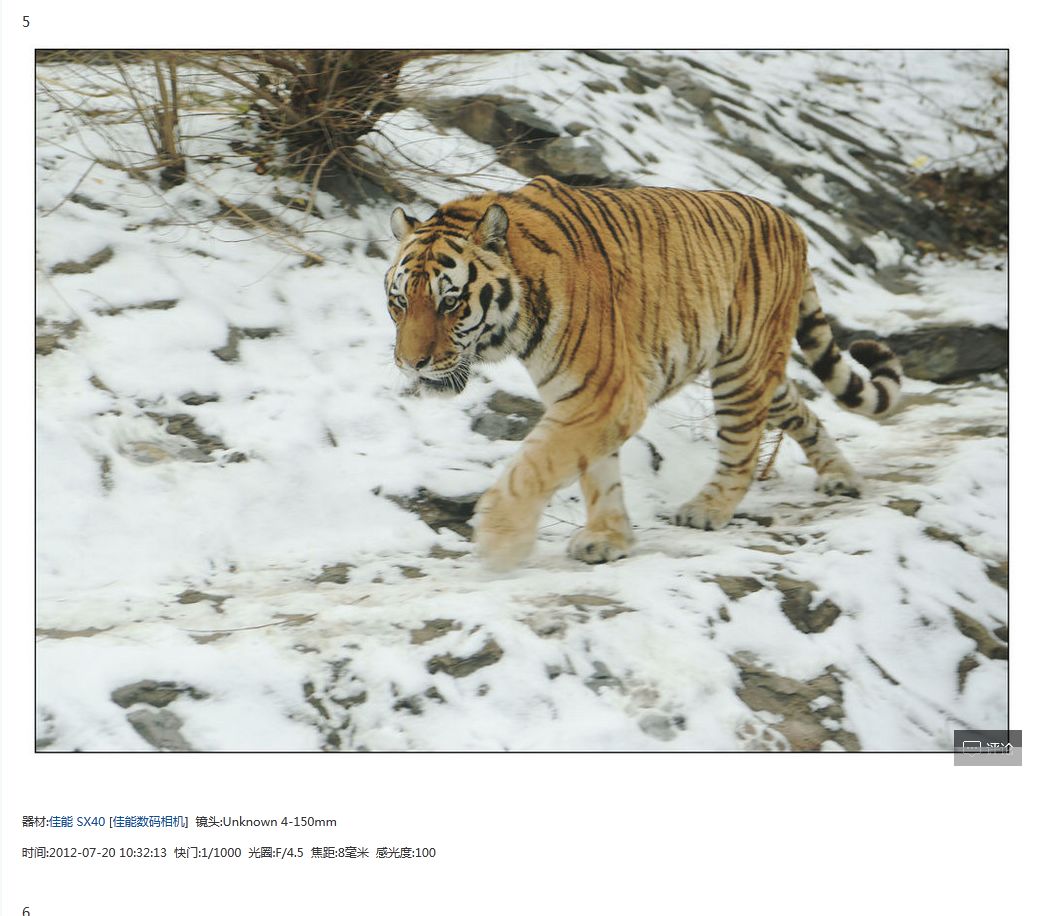 #我爱问神通# 8mm焦距拍山野老虎　你敢吗？