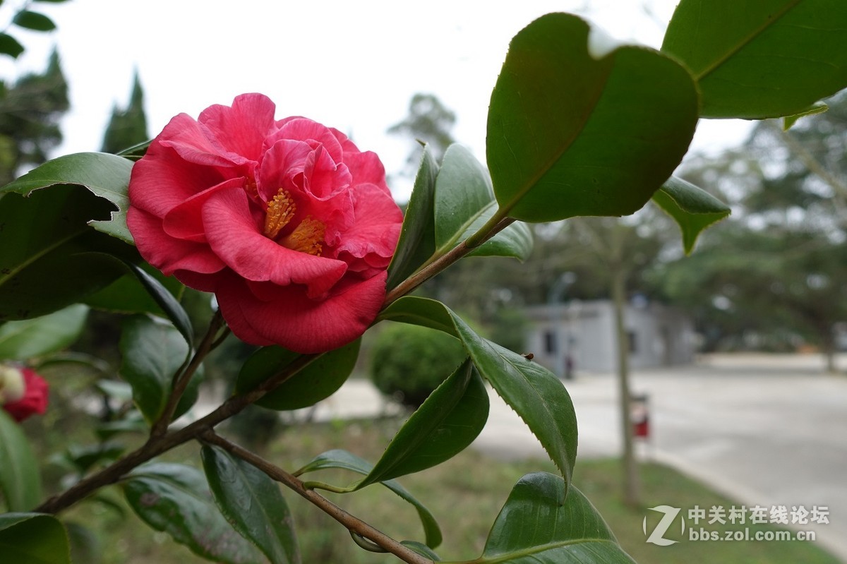 茶花（直出）