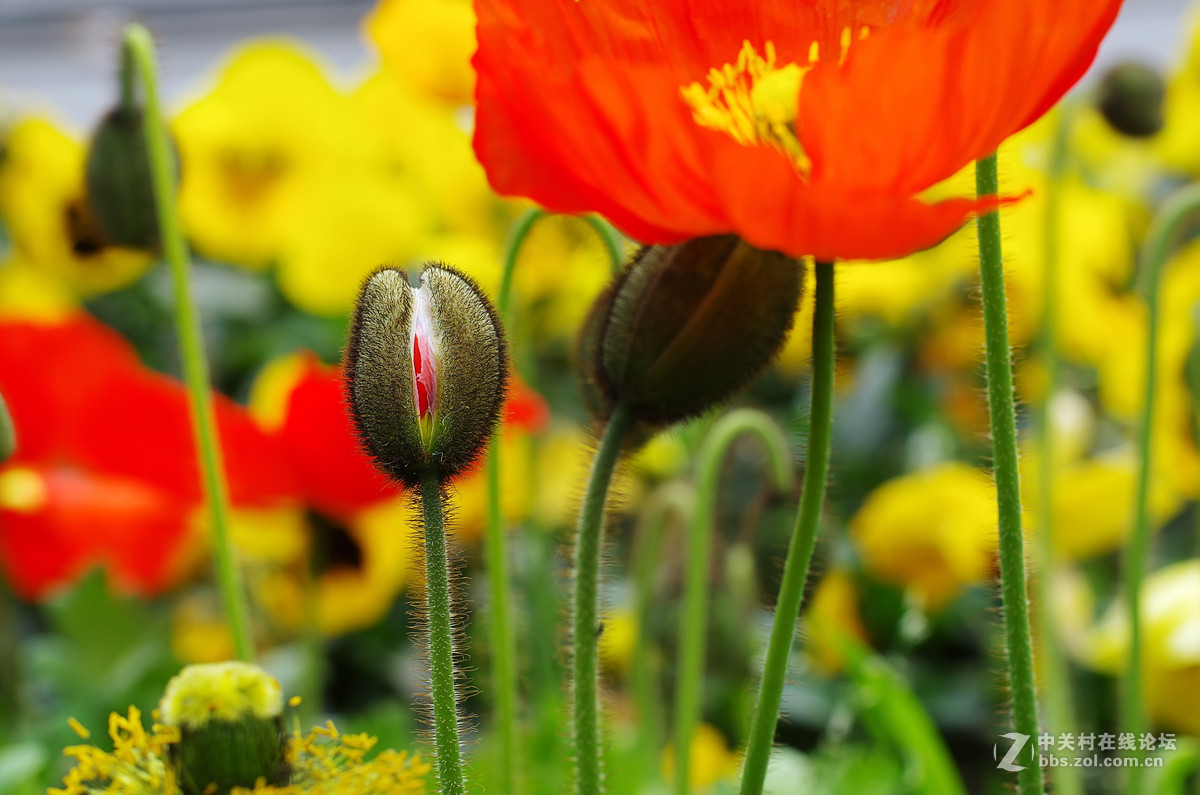 星55拍虞美人，惊喜发现分辨率居然可以达到专业微距头的标准.