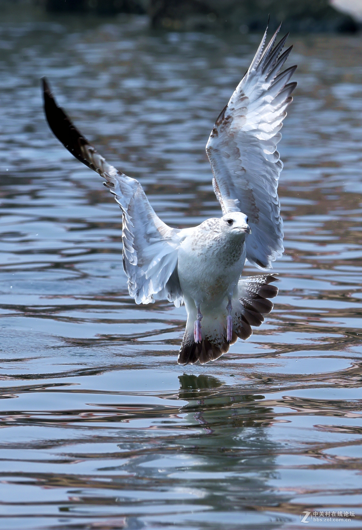 清湖闲客---海鸥（山东荣成烟墩角）