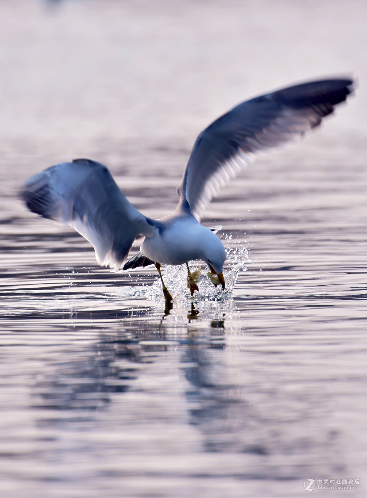 清湖闲客---海鸥（山东荣成烟墩角）