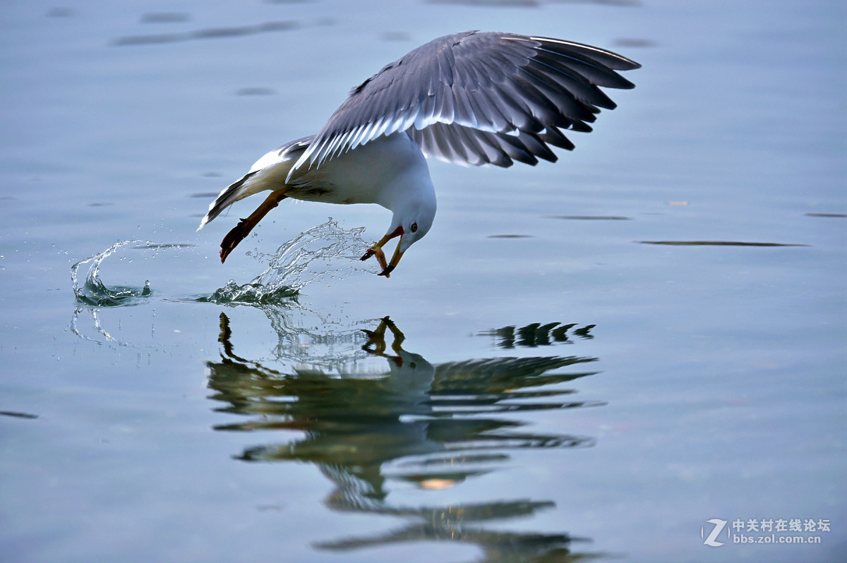 清湖闲客---海鸥（山东荣成烟墩角）