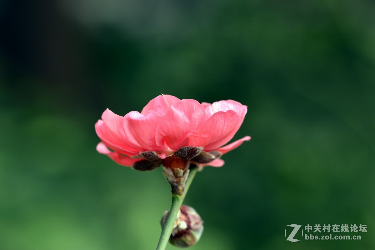 #尼康花卉作品赏析第十三期#《桃花朵朵开》