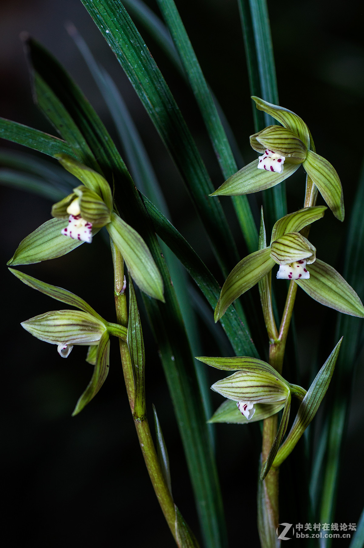 四川兰花续告假帖