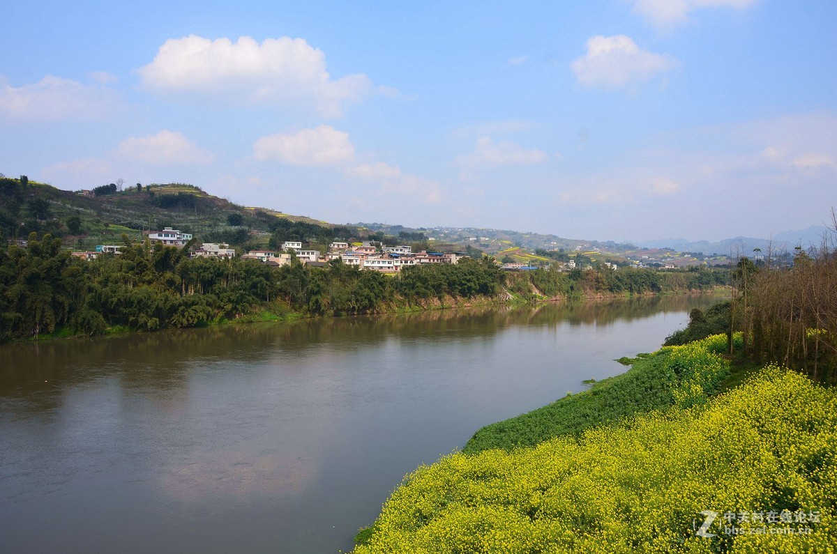 高县符江河畔菜花金灿灿