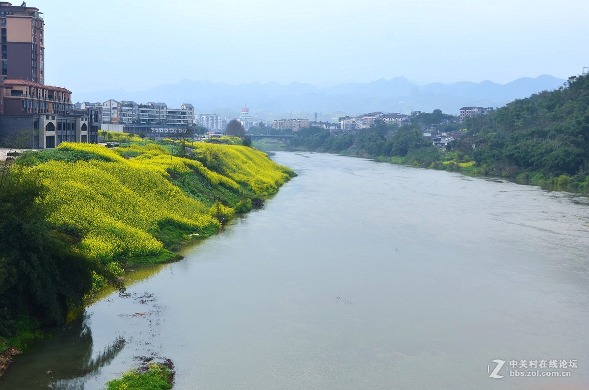 高县符江河畔菜花金灿灿