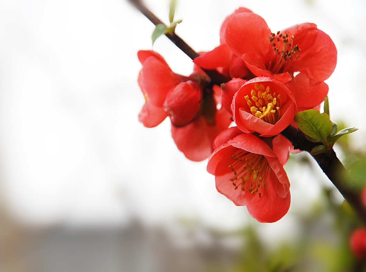 绵绵春雨中拍贴梗海棠