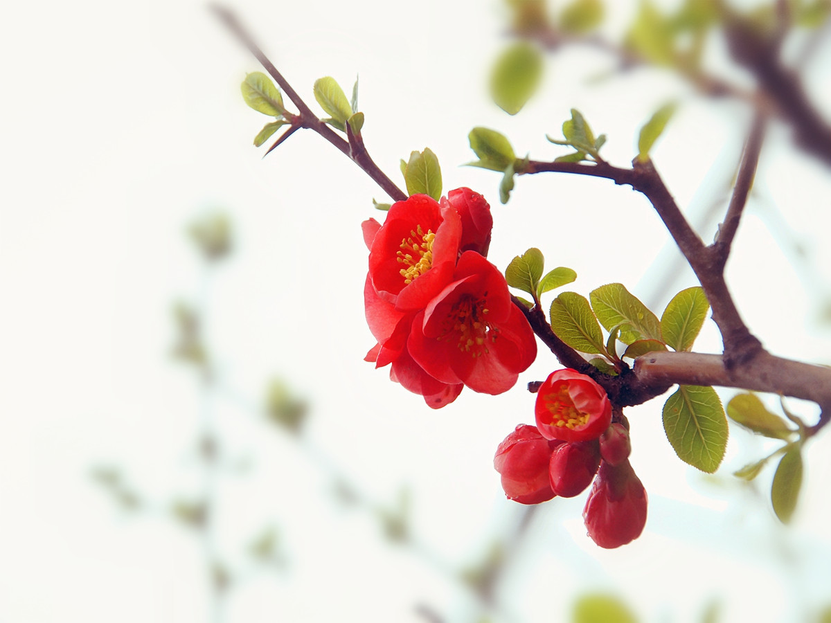 绵绵春雨中拍贴梗海棠