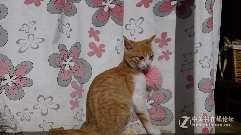 丽江行之一大研古镇