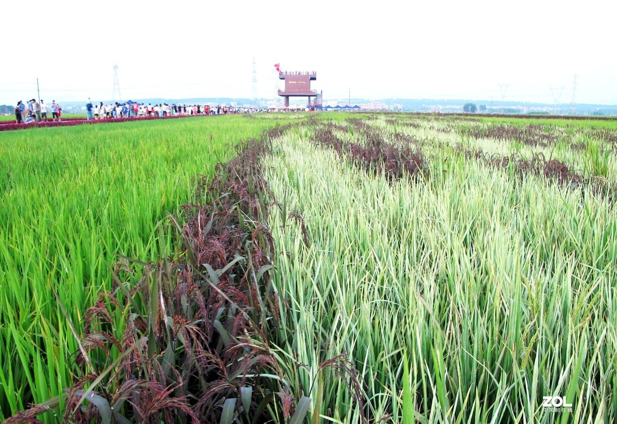 茂名市牙象村~大地艺术公园
