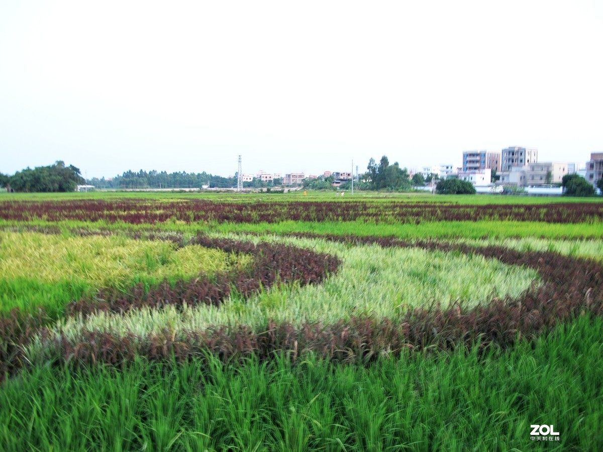 茂名市牙象村~大地艺术公园