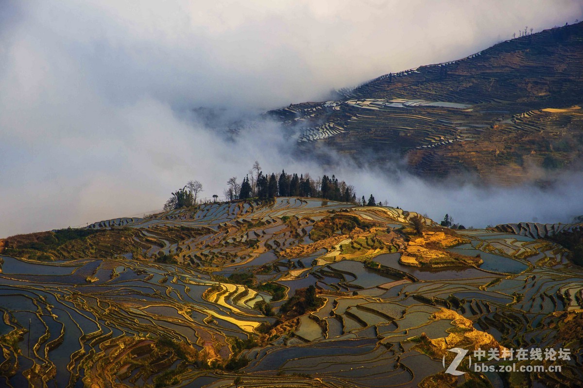 美丽的云南元阳多依树