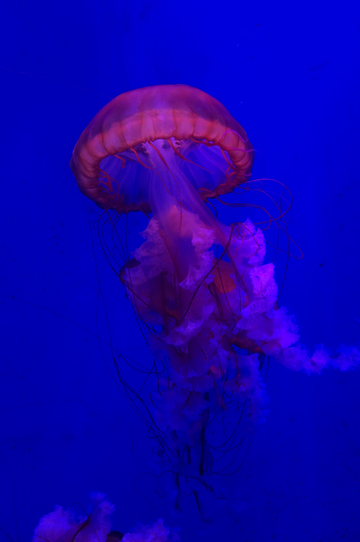 糗大了，希望这次上图成功  :（