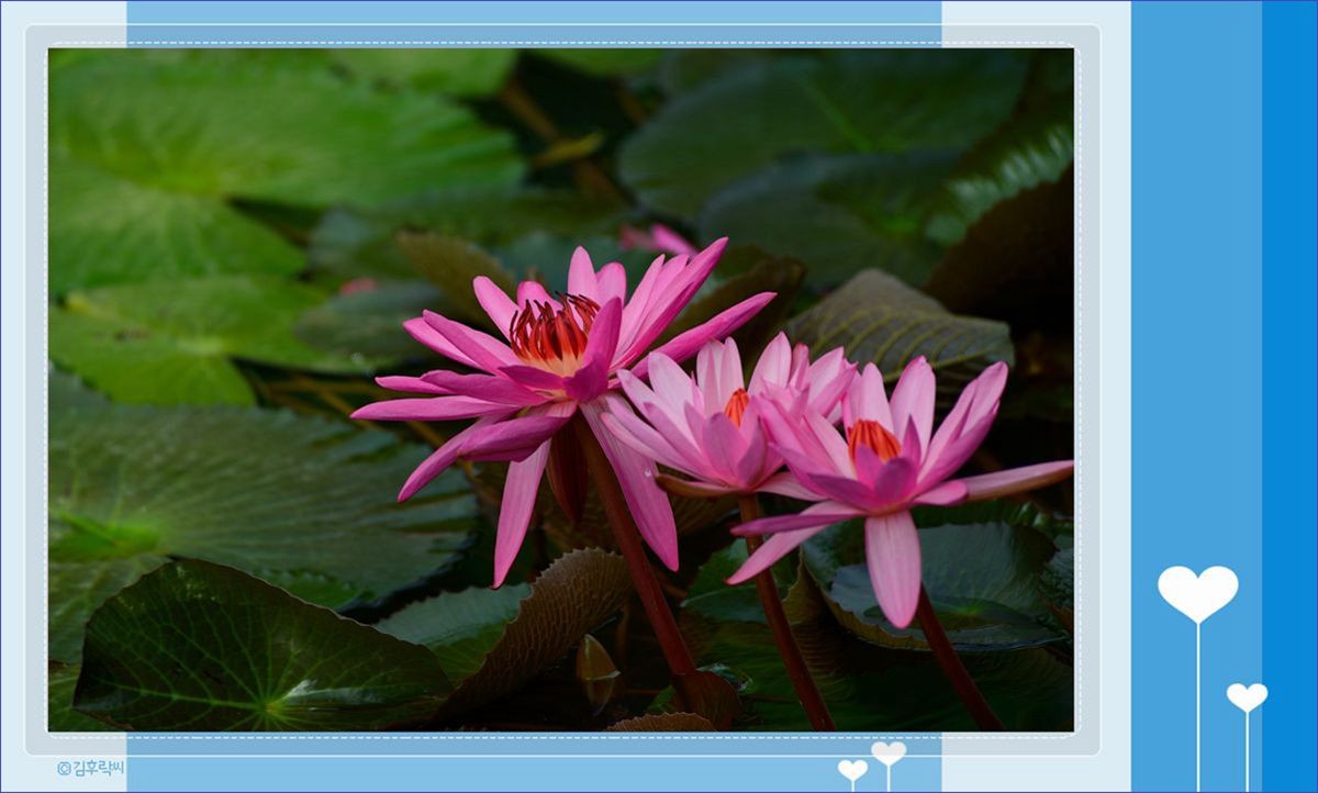 冬季莲花开 —— 祝日照星空(中国)开坛一周年！祝三位版主及好友们摄影愉快佳作多多！
