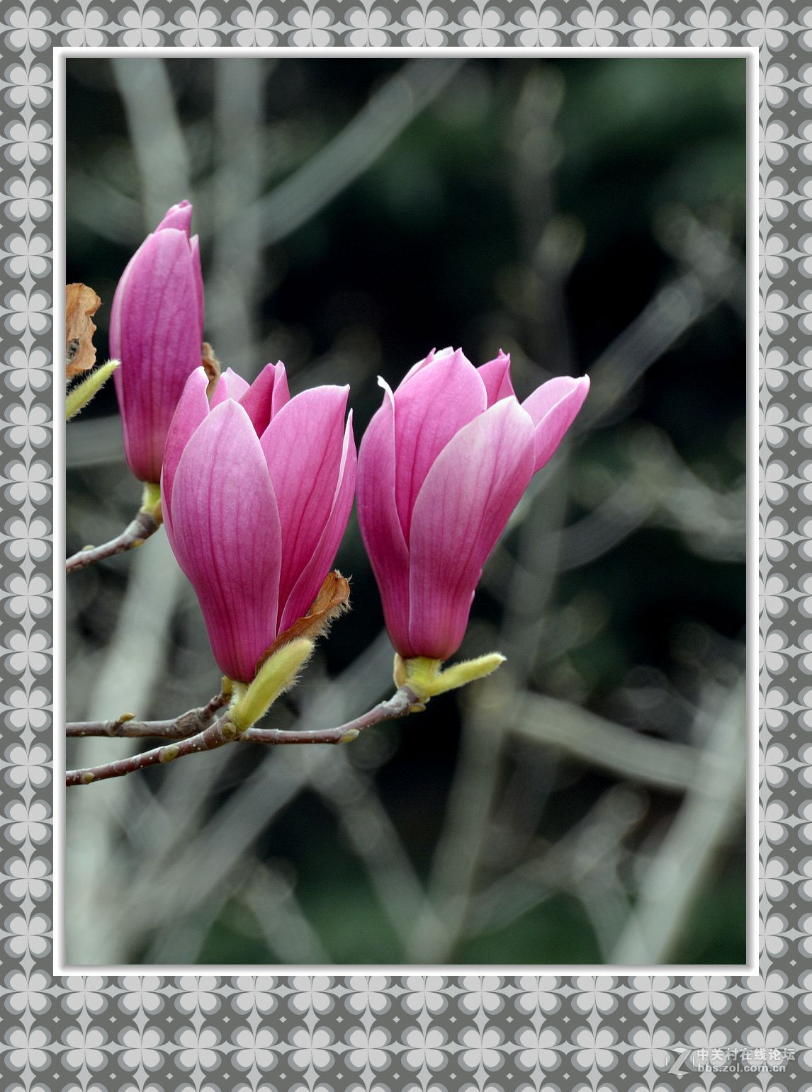 雨后紫玉兰花竖拍