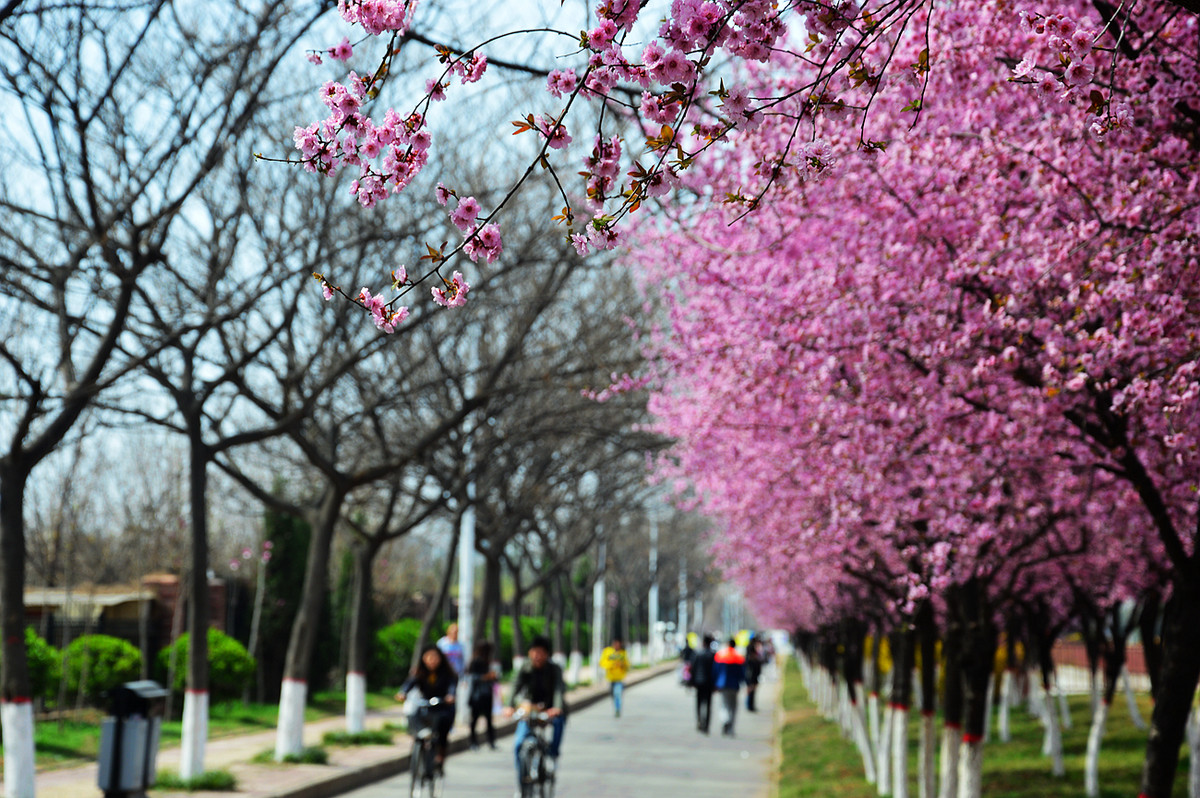 春暖花開櫻花小路