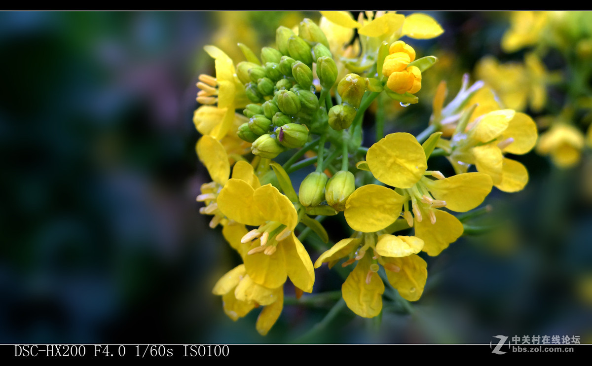 油菜花开