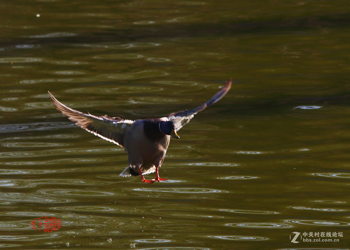 阳春三月春暖花开，来咱们看灯赏花啦！