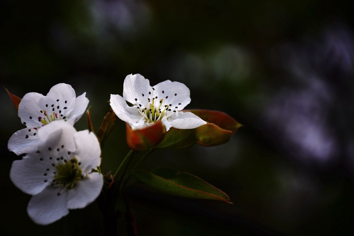 #尼康花卉作品赏析#【千树万树梨花开】 （老阿推荐）