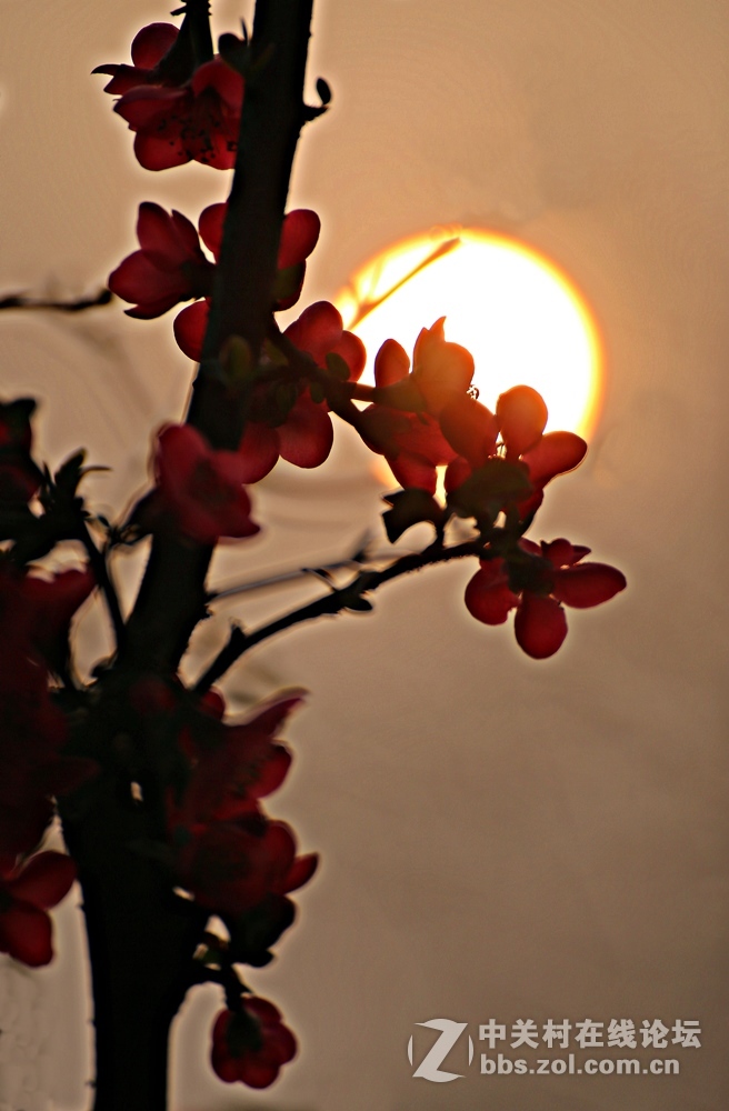 海棠香国海棠花儿香（诗配画）