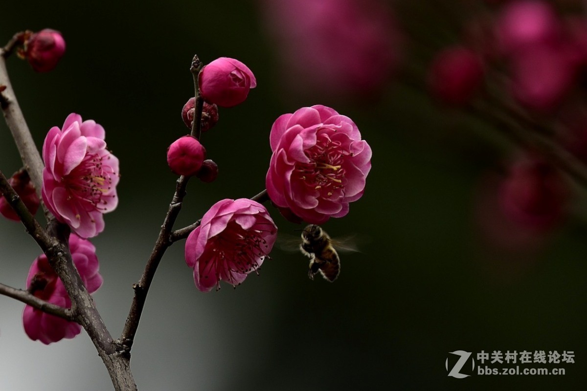 梅花开了。。。。。。