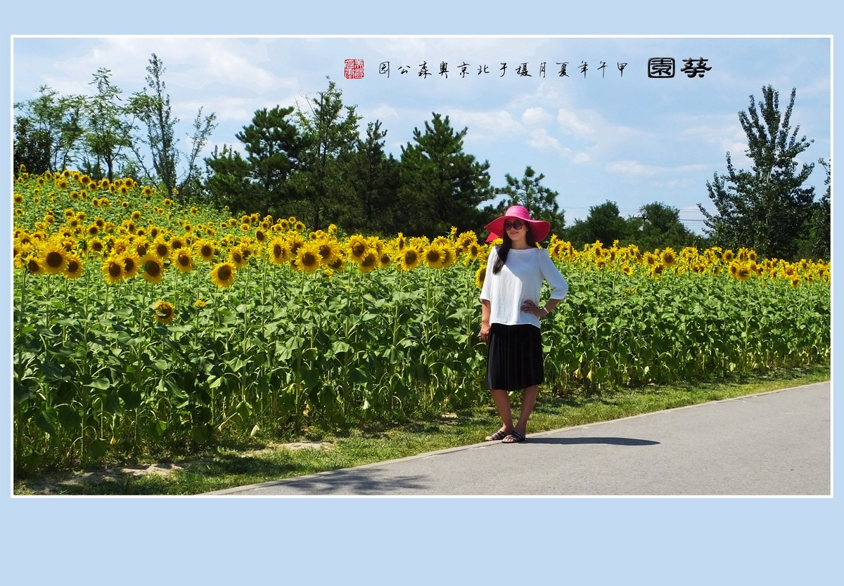 葵花朵朵向阳开