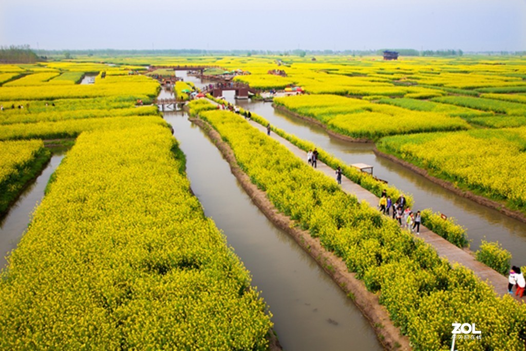 大攝影佳興化千垛油菜花