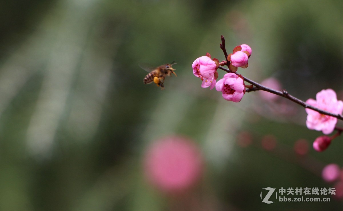 梅开冬暖