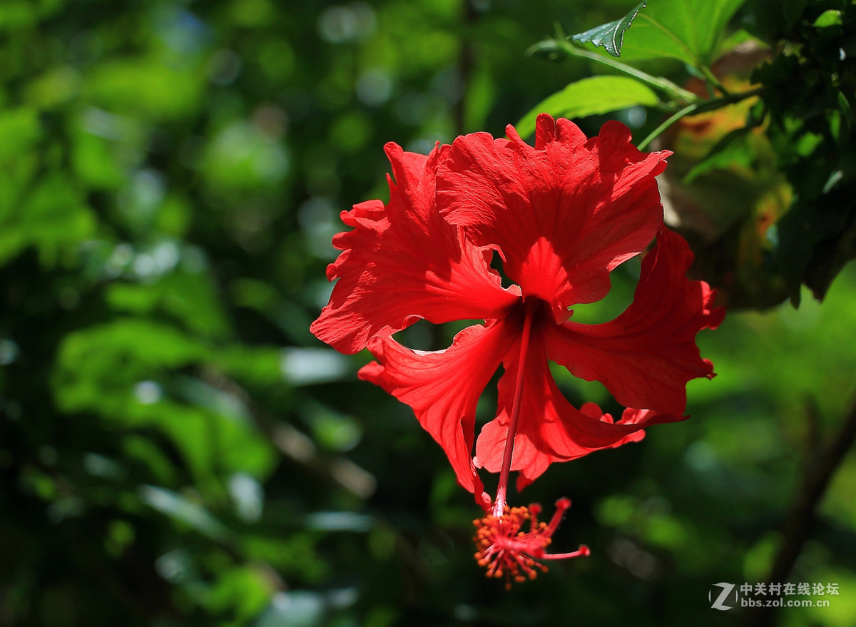 扶桑花开   （销假帖）