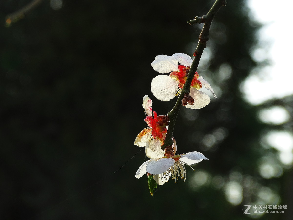 白梅——恭贺好友雲龍观海荣任日照星空(中国)版主