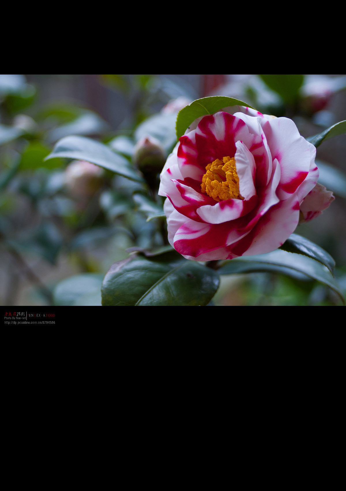 茶花花鹤翎