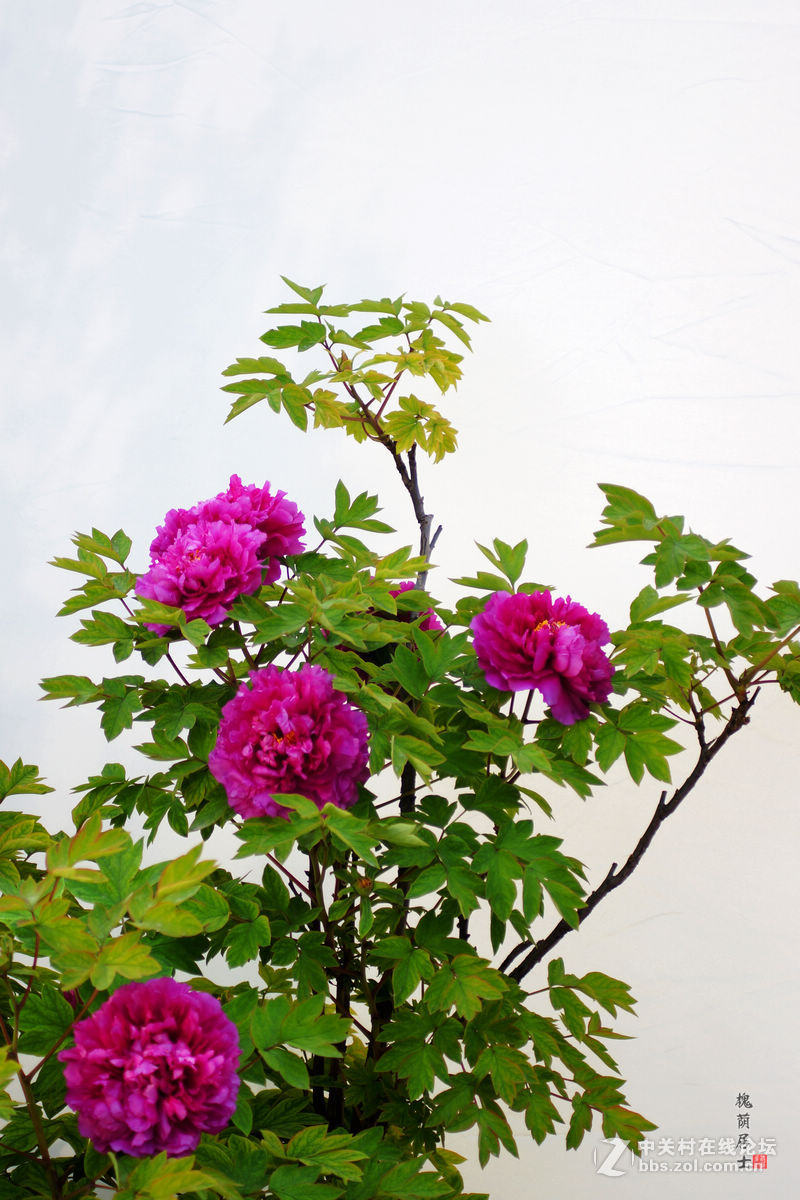 花开富贵牡丹图