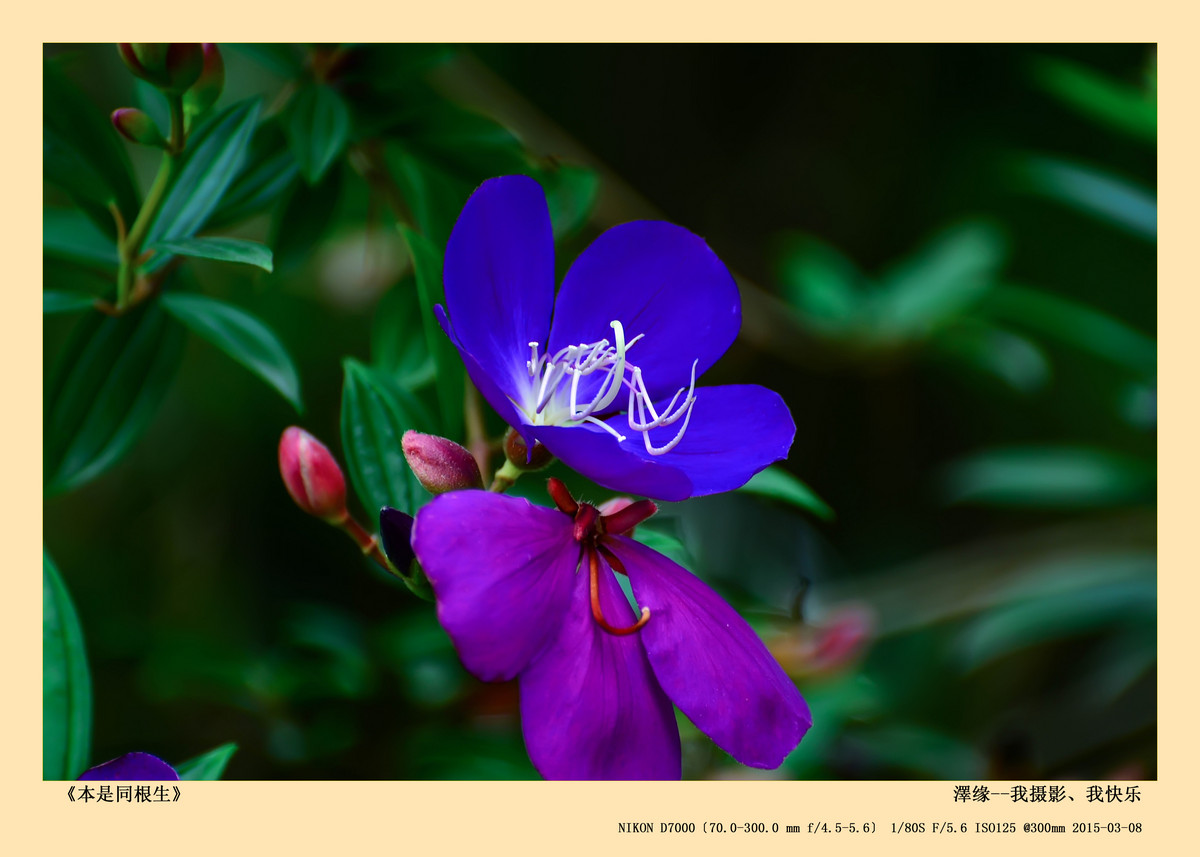 浅谈尼康70-300 VR 3.5-5.6镜头搭配尼康D7000使用感受