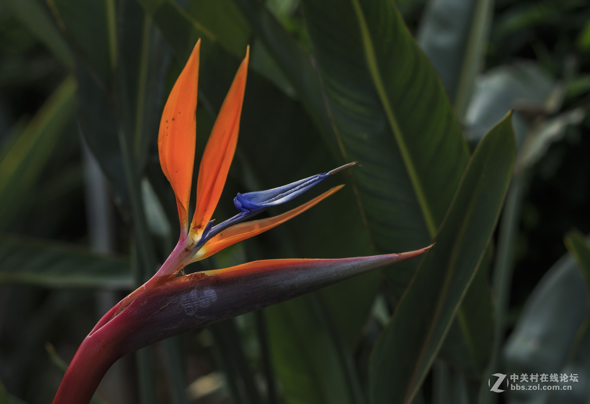 天堂鸟与山茶花