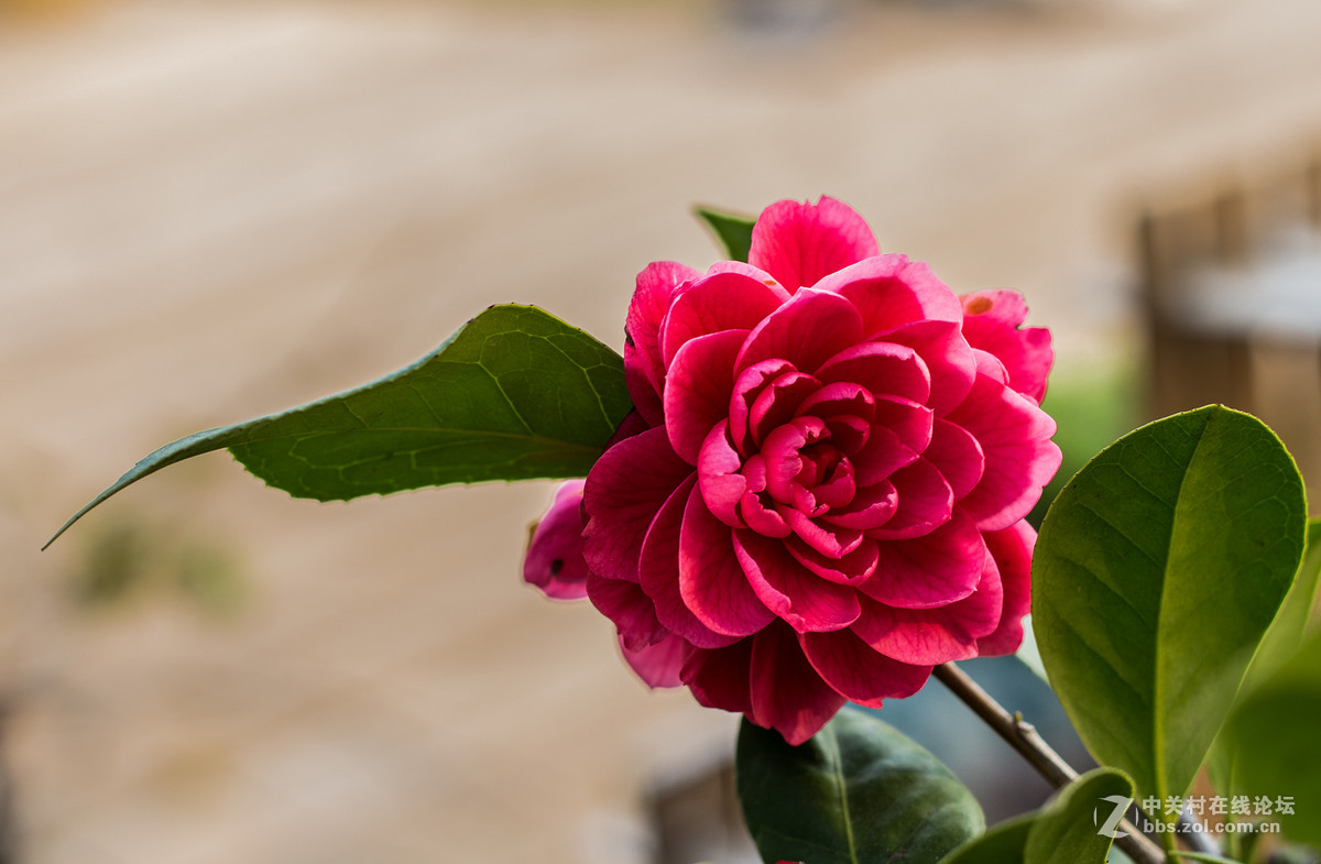 天堂鸟与山茶花