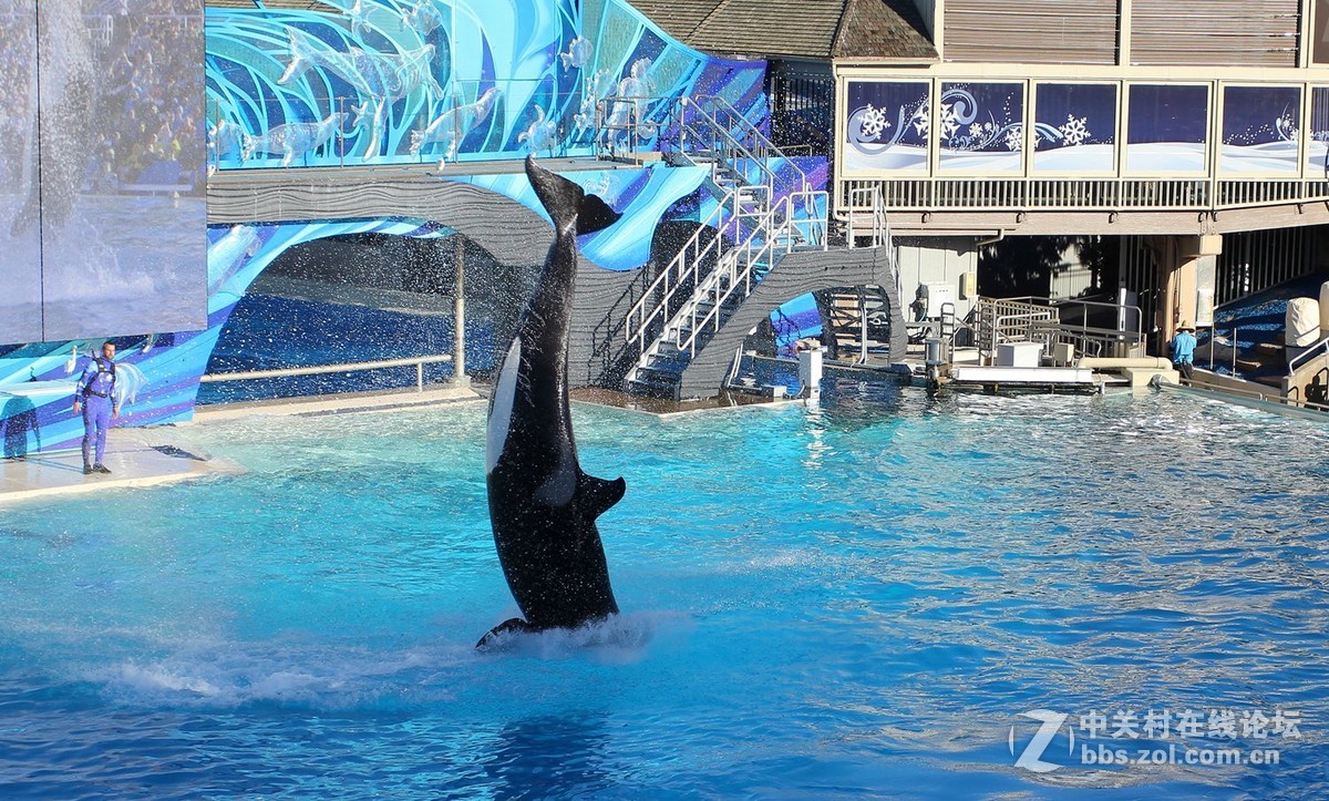 海上霸王--虎鲸