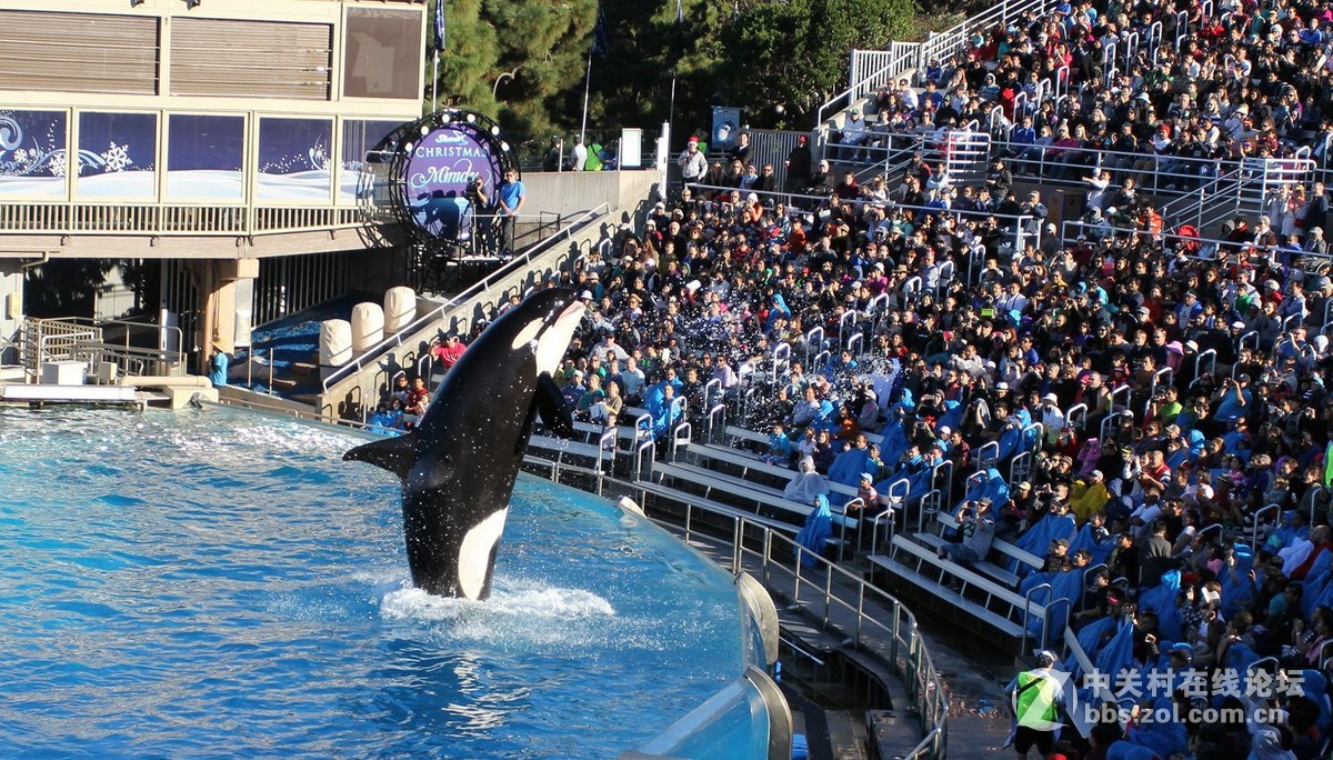 海上霸王--虎鲸