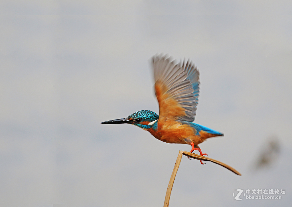 枯荷梗上的翠鸟(2)