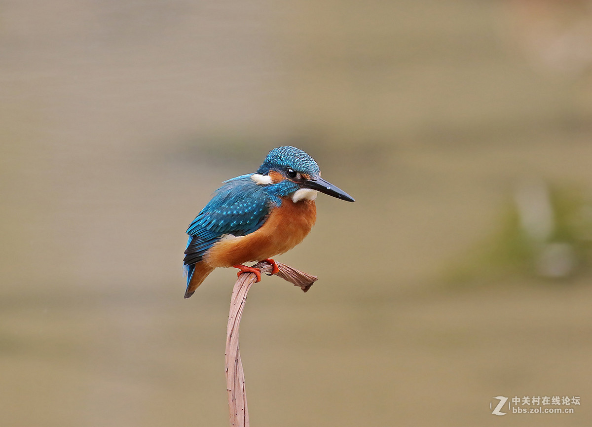 枯荷梗上的翠鸟(2)