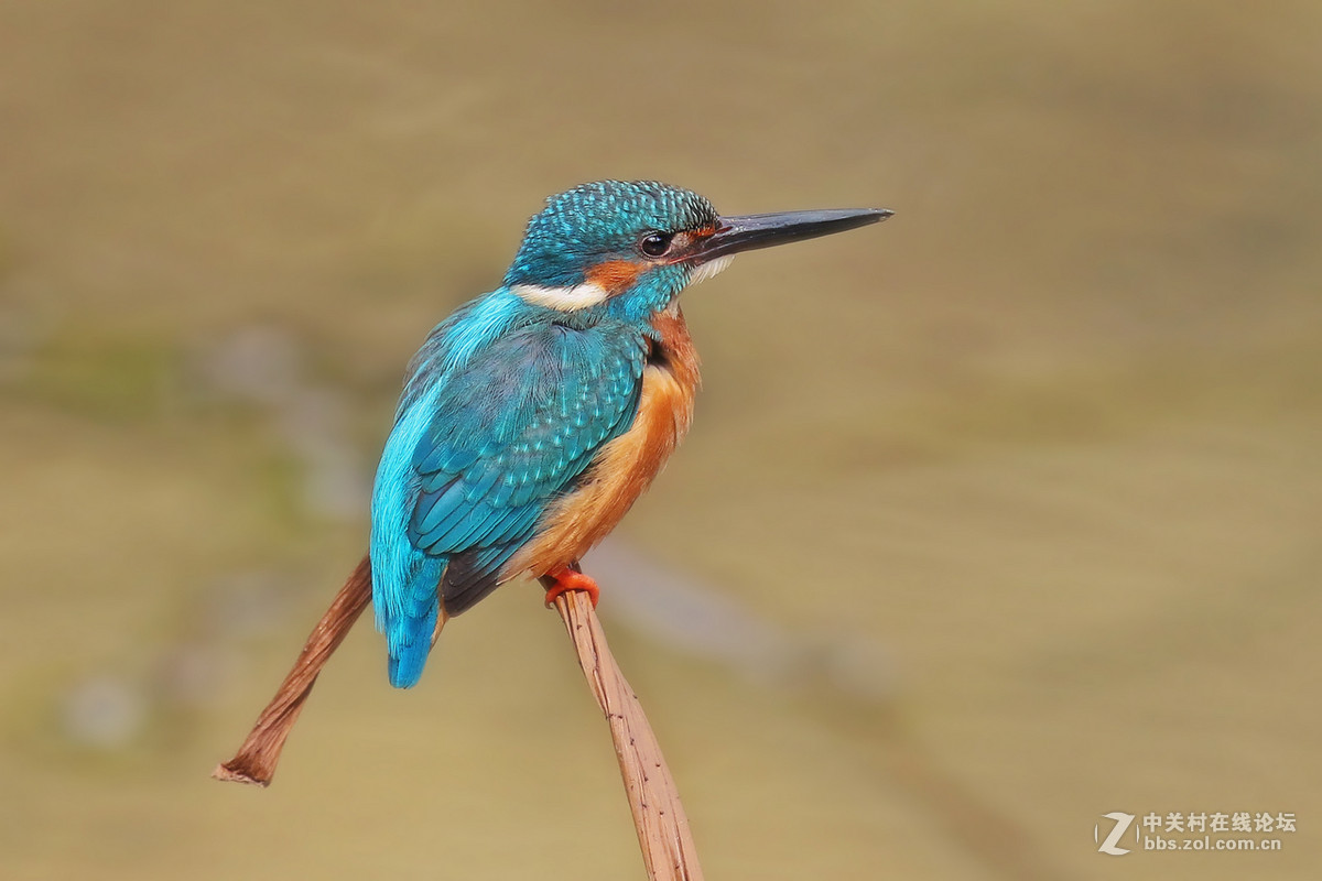 枯荷梗上的翠鸟(2)